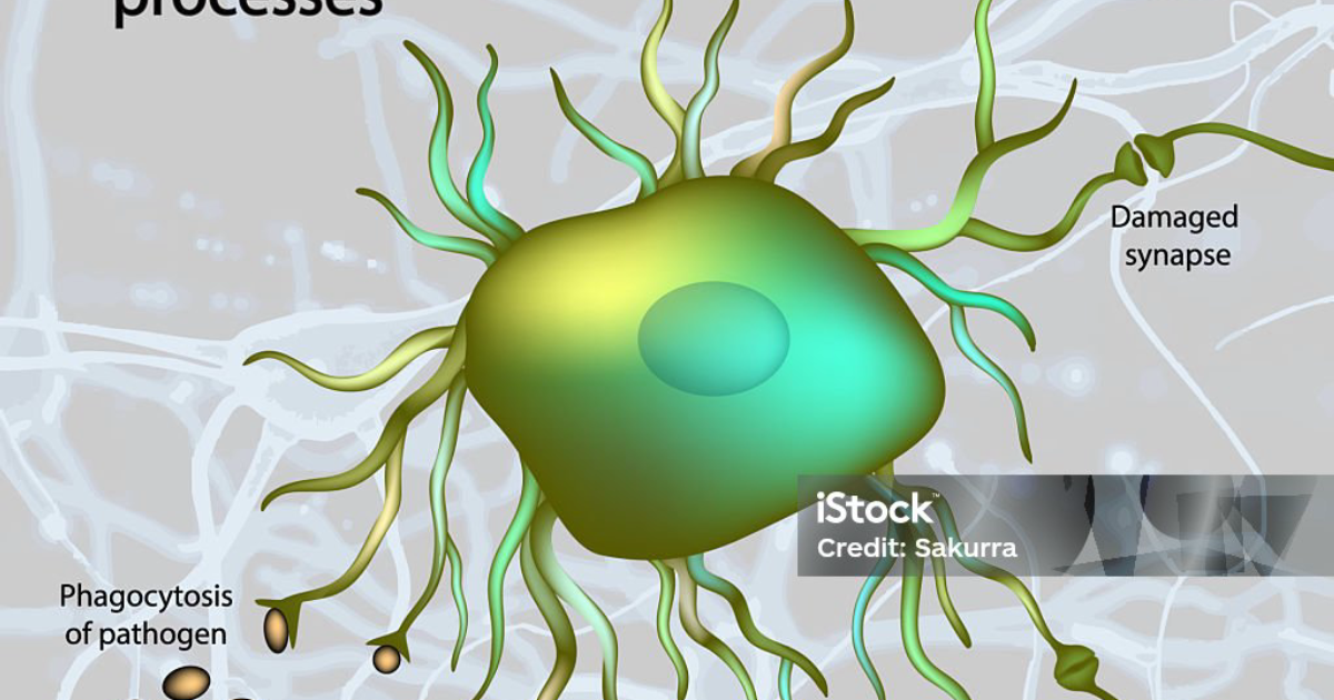 Phytomen One: How Neuroinflammation Hijacks Synaptic Pruning and Accelerates Cognitive Decline