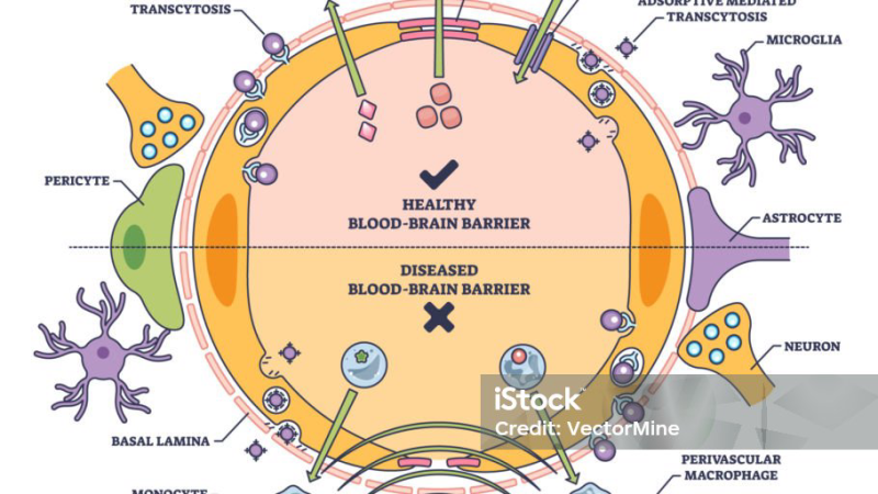 blood-brain barrier inflammation diagram