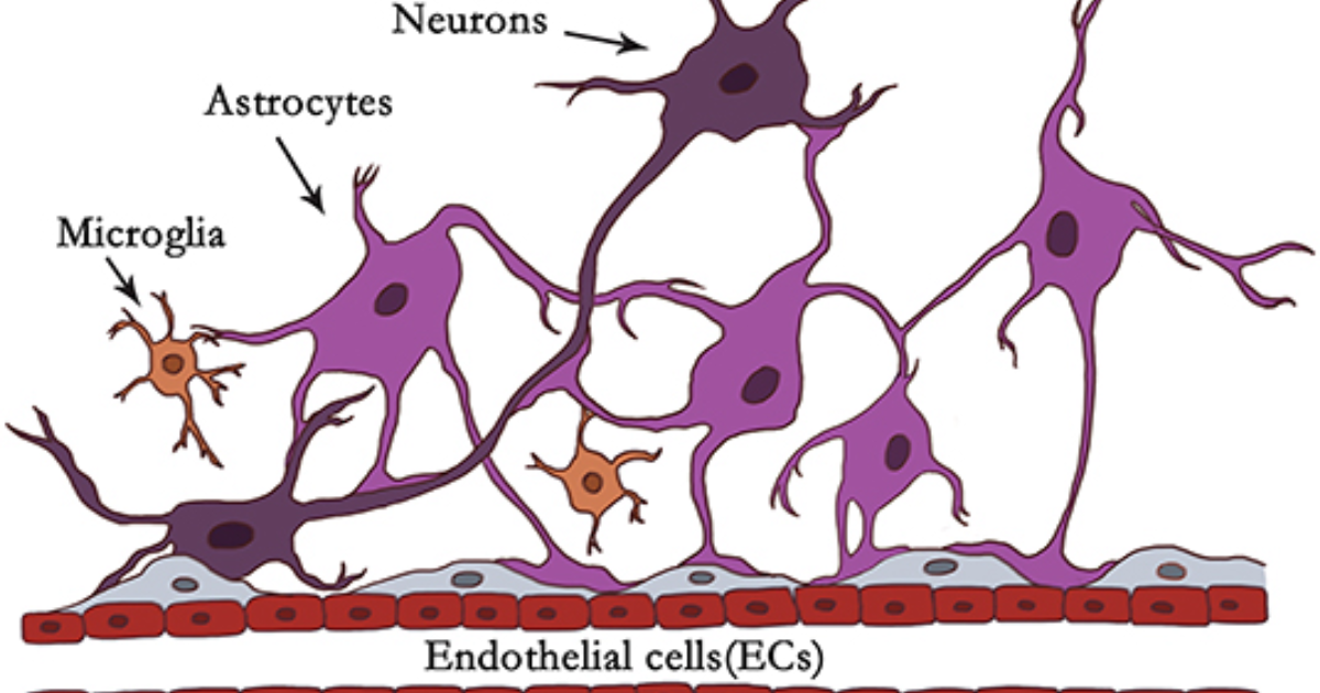 Phytomen One: How Neuroinflammation Silently Destroys Memory Recall – The Glial Cell Connection