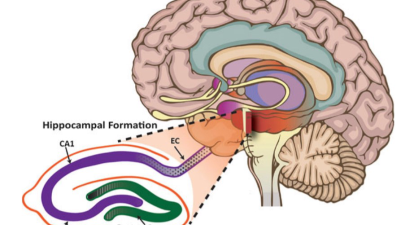 microglia astrocytes neuron interaction illustration