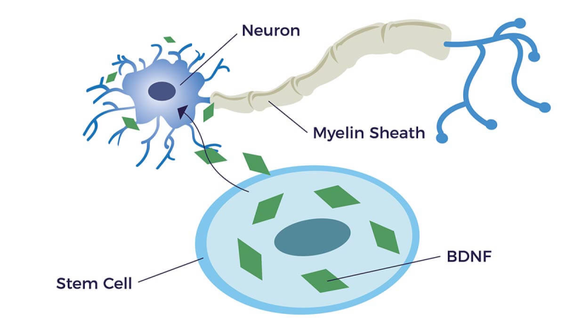hippocampus brain anatomy memory formation