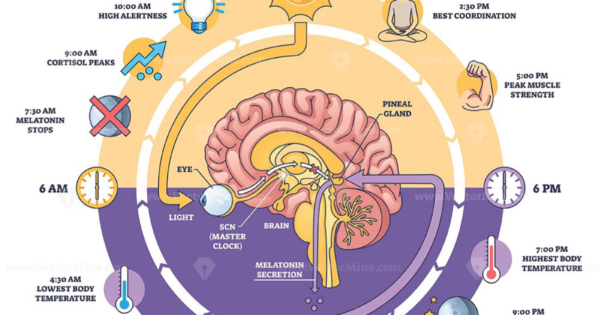 Phytomen One: Restoring Acetylcholine Cycling to Reverse Circadian-Driven Brain Fog