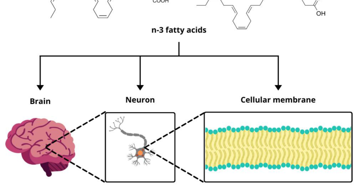 Phytomen One: Restoring Synaptic Membrane Fluidity for Sharper Memory Recall