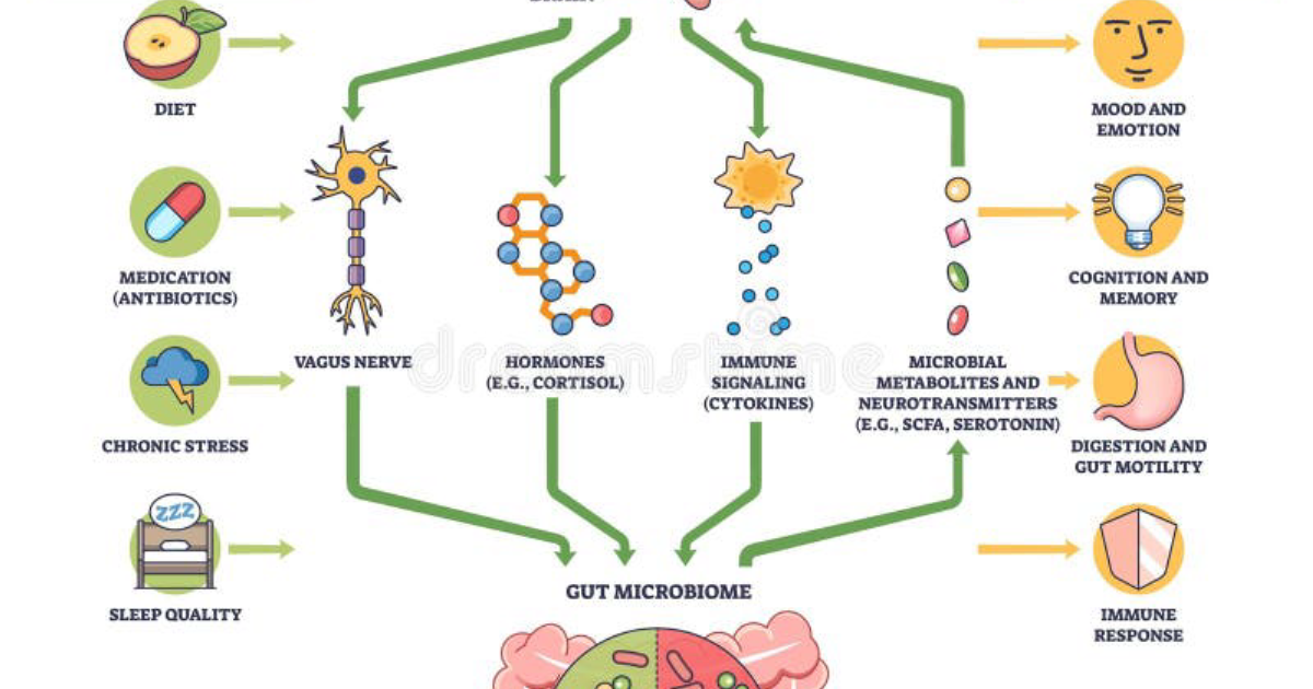 Phytomen One: Restoring the Gut-Brain Axis to Eliminate Neuroinflammation and Brain Fog