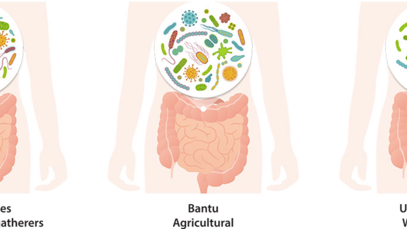 gut microbiome diversity comparison chart