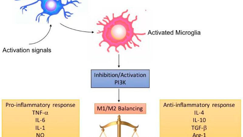 microglia activation and hippocampal neuron inflammation illustration