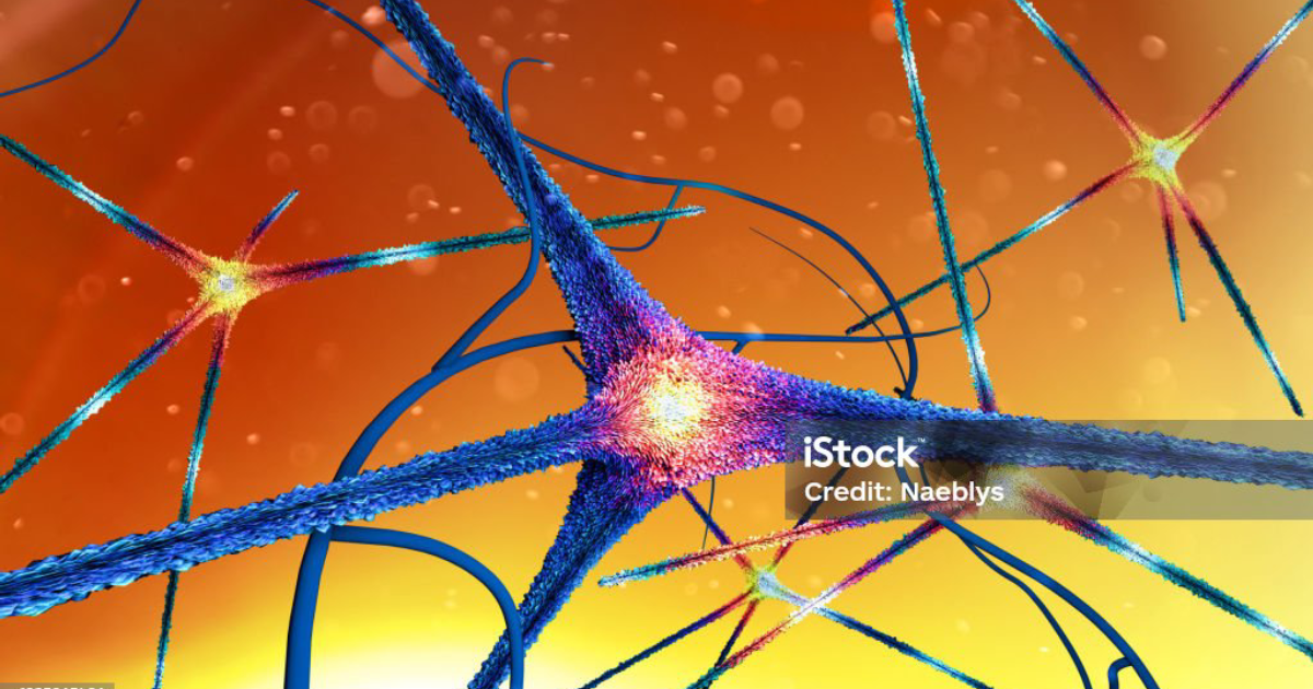 Phytomen One: Synaptic Pruning vs. Synaptic Decline – The Balance That Determines Memory Retention in Aging