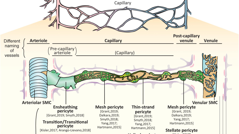 cerebral microvasculature with healthy versus constricted capillaries