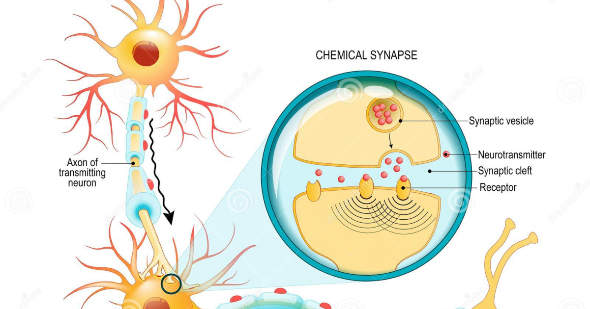 Phytomen One: The Acetylcholine Hypothesis of Brain Fog – Why Choline-Rich Diets Enhance Synaptic Transmission