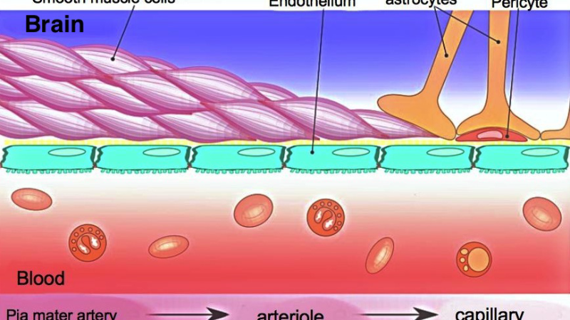 endothelial cells lining brain capillary illustration