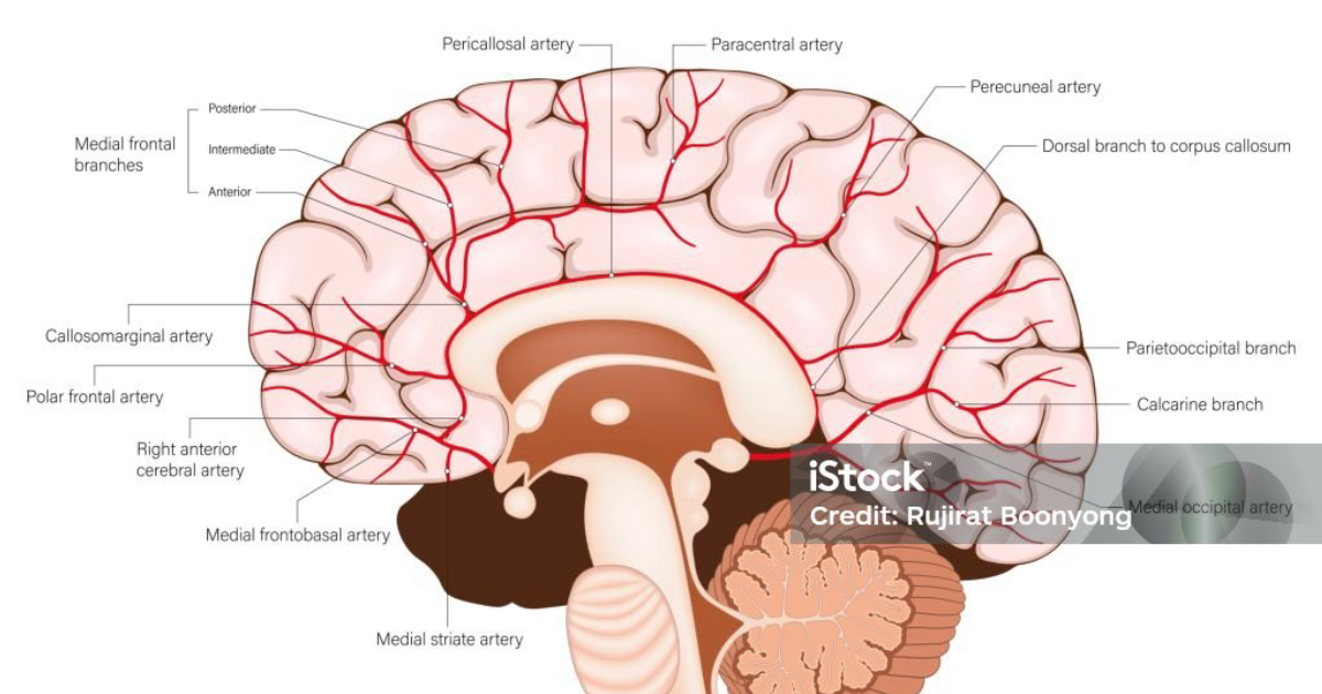 Quantum Brainwave Protocol: How Nitric Oxide Optimization Reverses Cognitive Decline