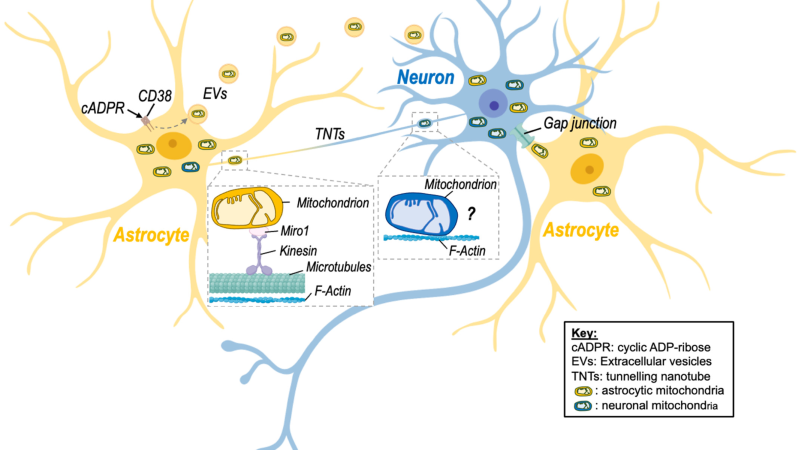 neuron glucose uptake mitochondria energy