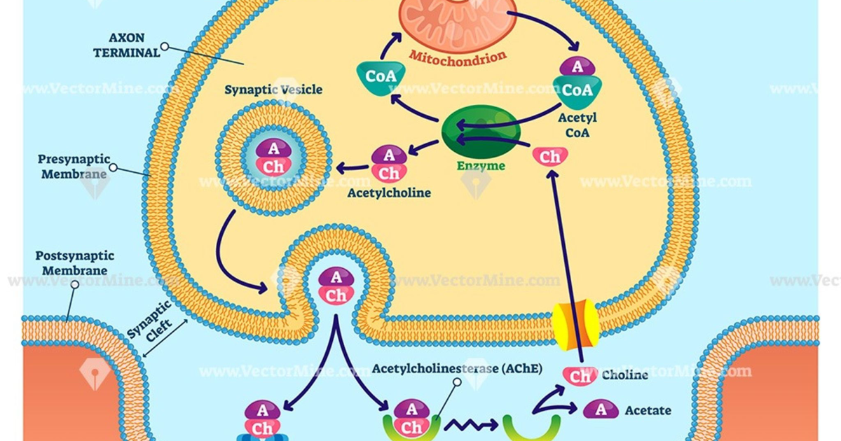 Quantum Brainwave Protocol: The Acetylcholine Hypothesis of Brain Fog – How Neurotransmitter Decline Impairs Memory Recall