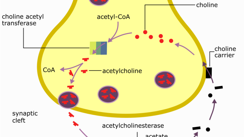 diagram of acetylcholine synthesis and breakdown