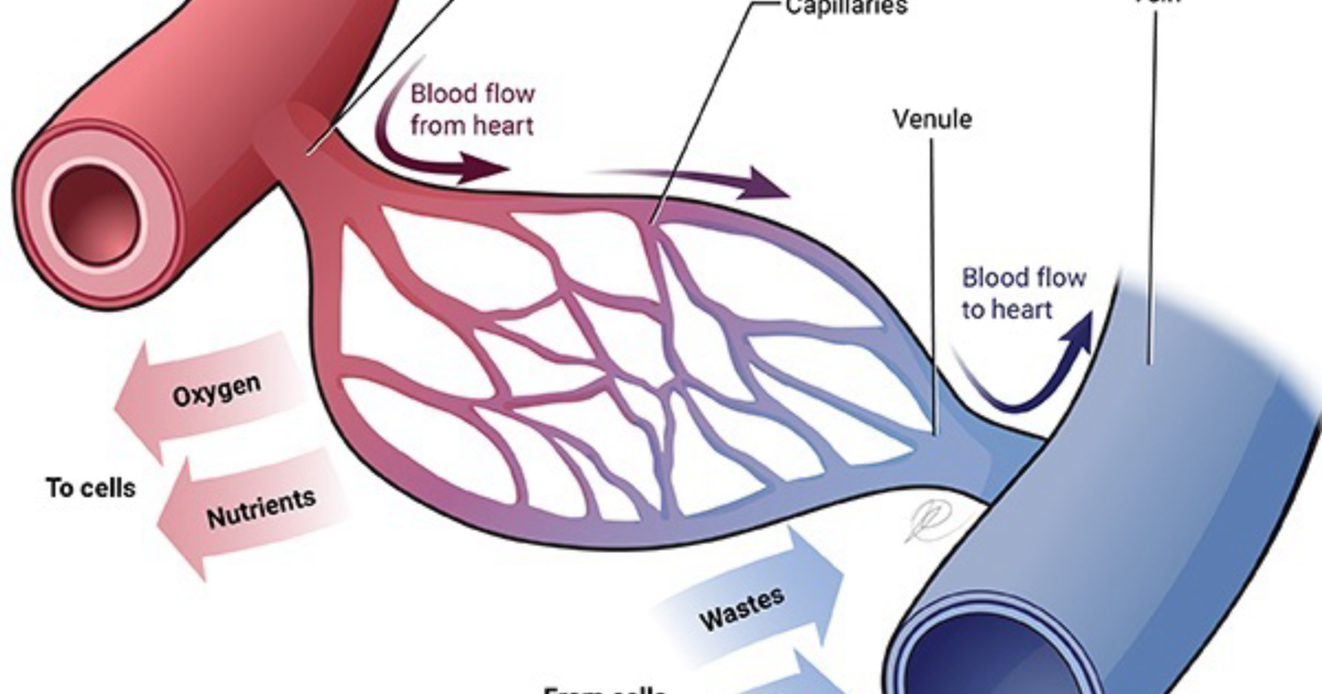 Quantum Brainwave Protocol: The Microvascular Breakthrough for Cognitive Resilience