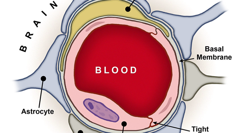 cerebral microcapillaries cross-section illustration