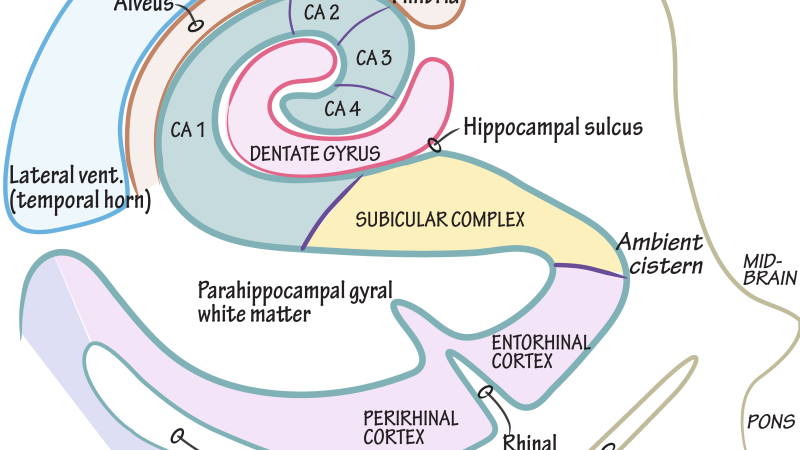 hippocampus structure labeled with dendrites and synapses