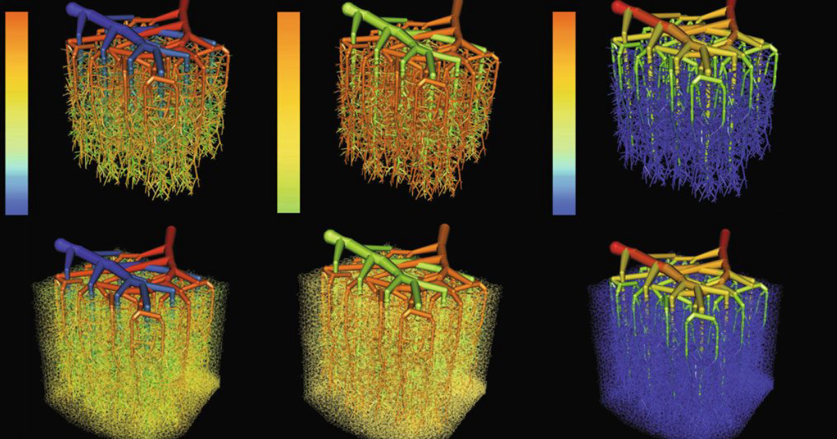 The Genius Wave: How Microvascular Dysfunction Silently Robs Your Memory