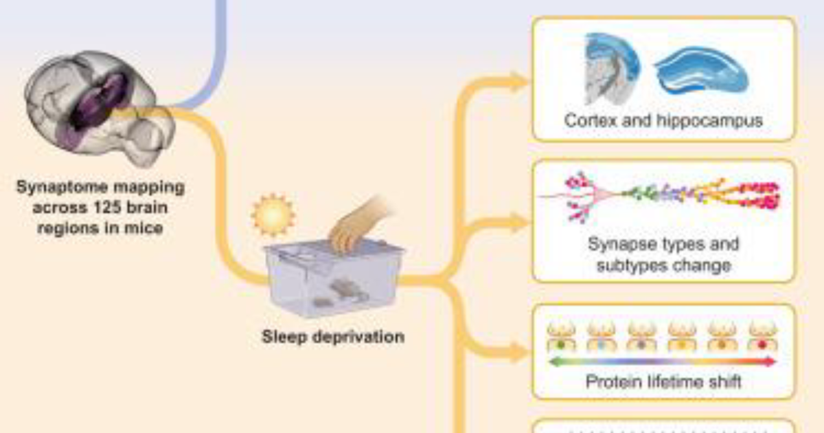 The Genius Wave: How Sleep Deprivation Robs Your Brain of Acetylcholine and Triggers Chronic Brain Fog