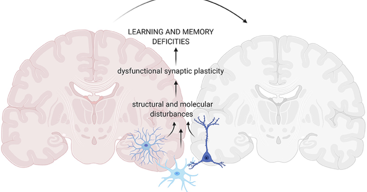The Genius Wave: Reversing Synaptic Plasticity Decline for Sharper Memory Recall