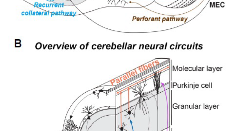 hippocampal neuron synaptic connections illustration