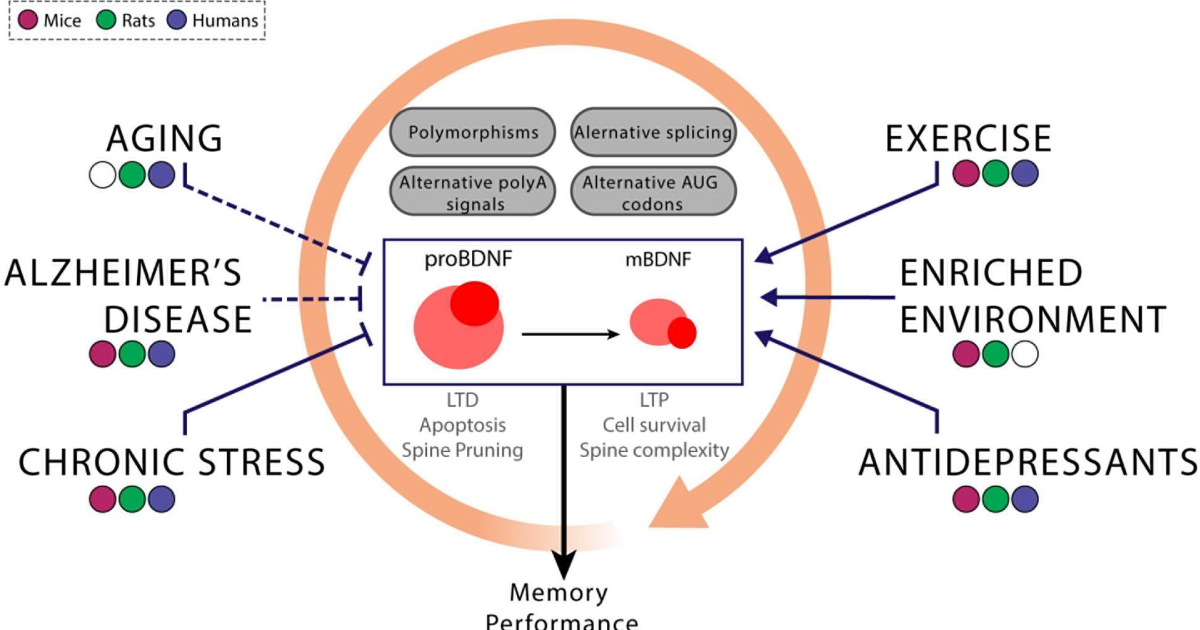 The Genius Wave: Unlocking BDNF Through Targeted Neuroplasticity Exercises