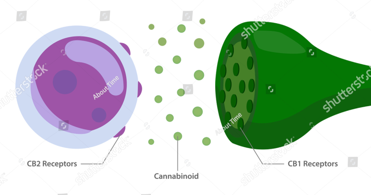 Vital Hemp: Calming the Cytokine Storm in Autoimmune Disease