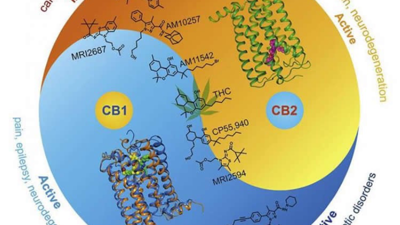 molecular structure of CBD binding to CB2 receptor