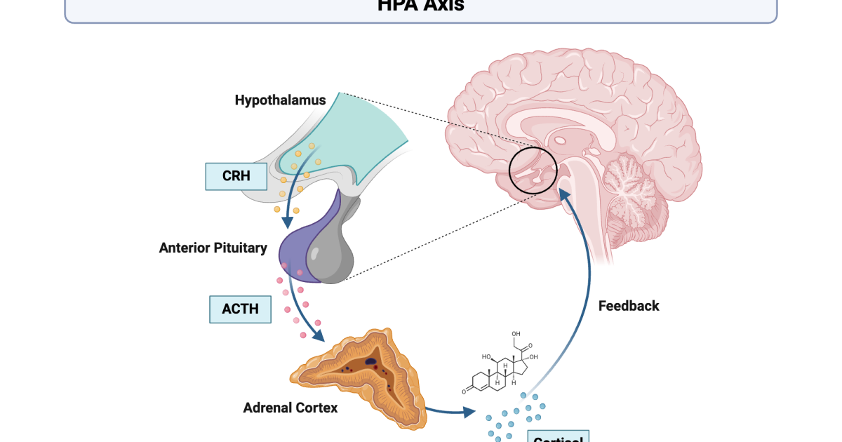 Vital Hemp: Cortisol Balance and Sleep – How Hemp Extract Promotes Deep Rest via GABA Pathways