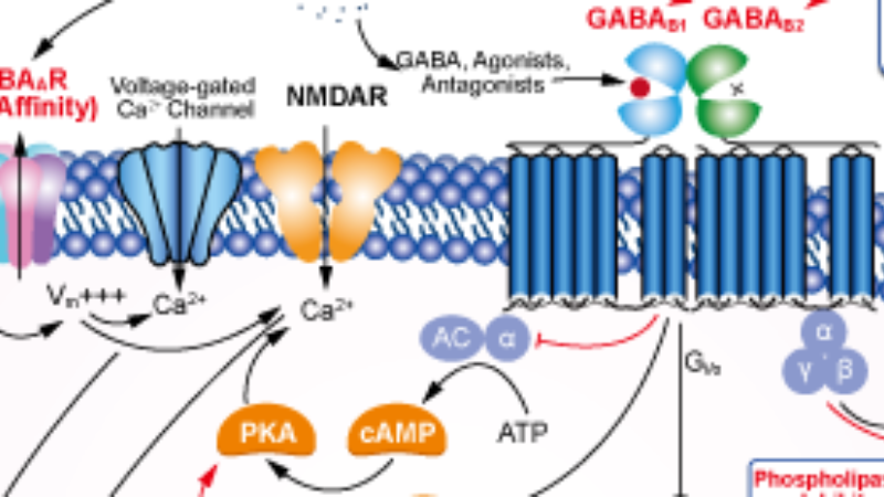 hypothalamus-pituitary-adrenal axis diagram