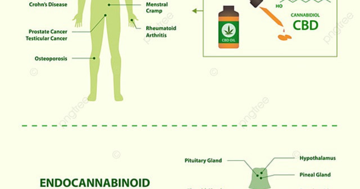 Vital Hemp: From Receptor to Relief – Understanding How CBD Modulates Pain Pathways Beyond Opioids