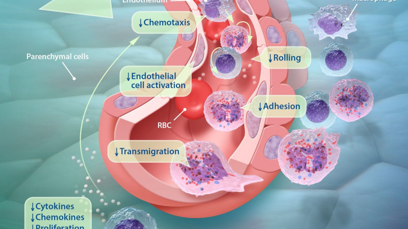 CBD binding CB2 receptor inflammation pathway