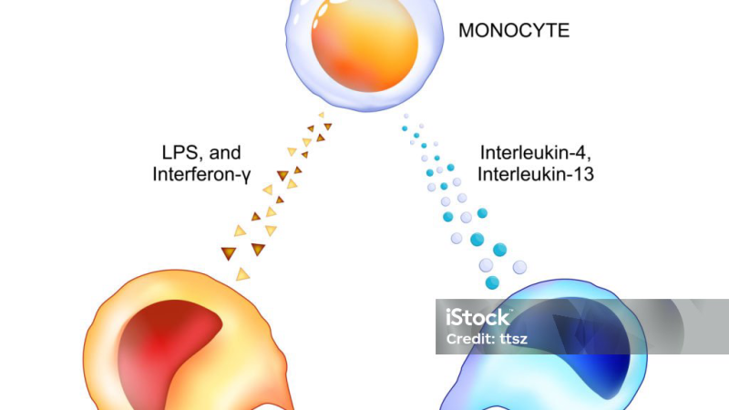 macrophage inflammation illustration