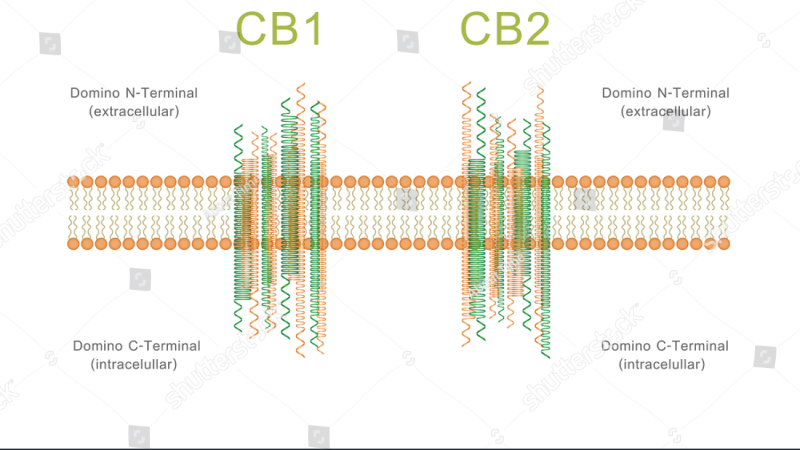 CB2 receptor molecular structure