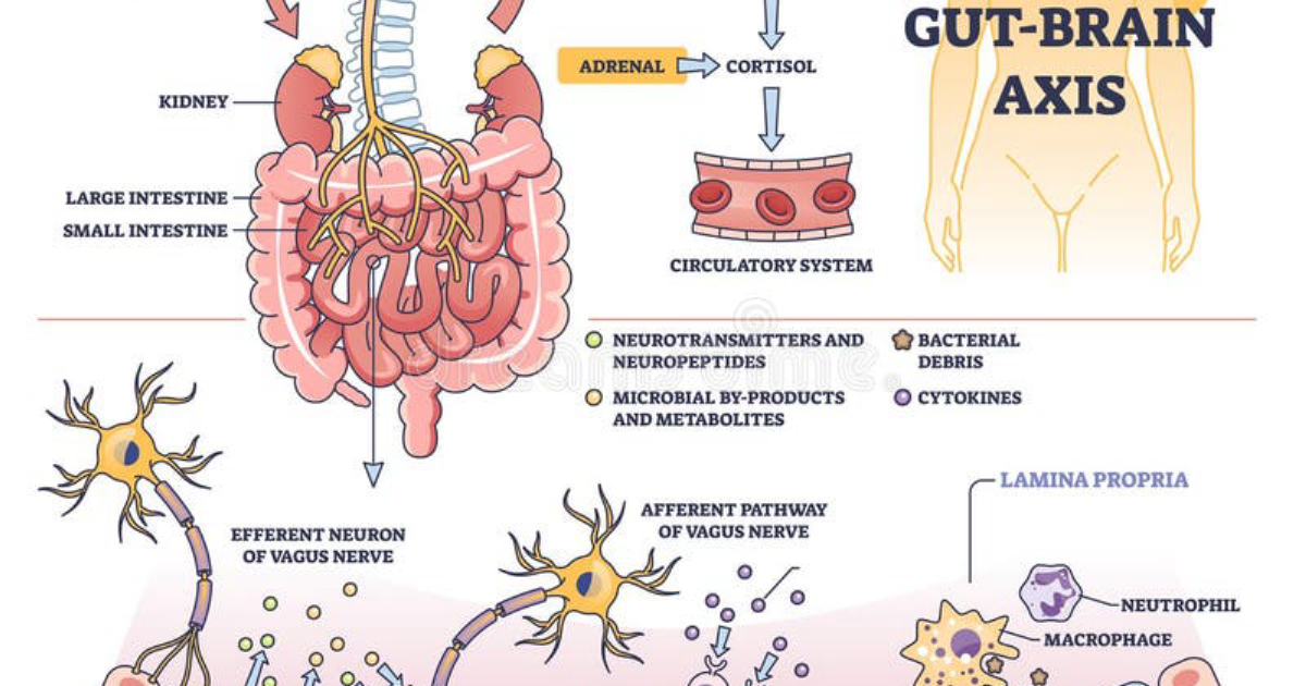 Vital Hemp: How CB2 Receptor Activation Restores Gut-Brain Axis Health