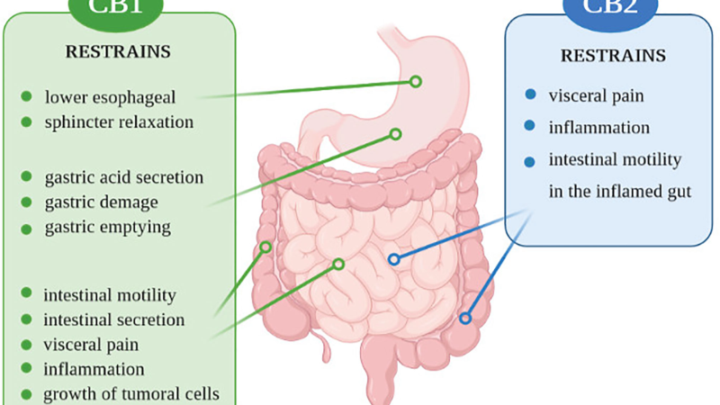gut-brain axis illustration with labeled neurotransmitters and cannabinoid receptors