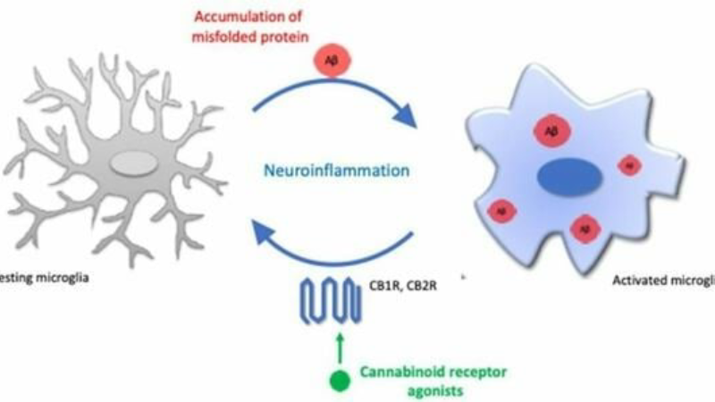 diagram showing CB2 receptor on immune cell binding with cannabinoid and blocking cytokine release