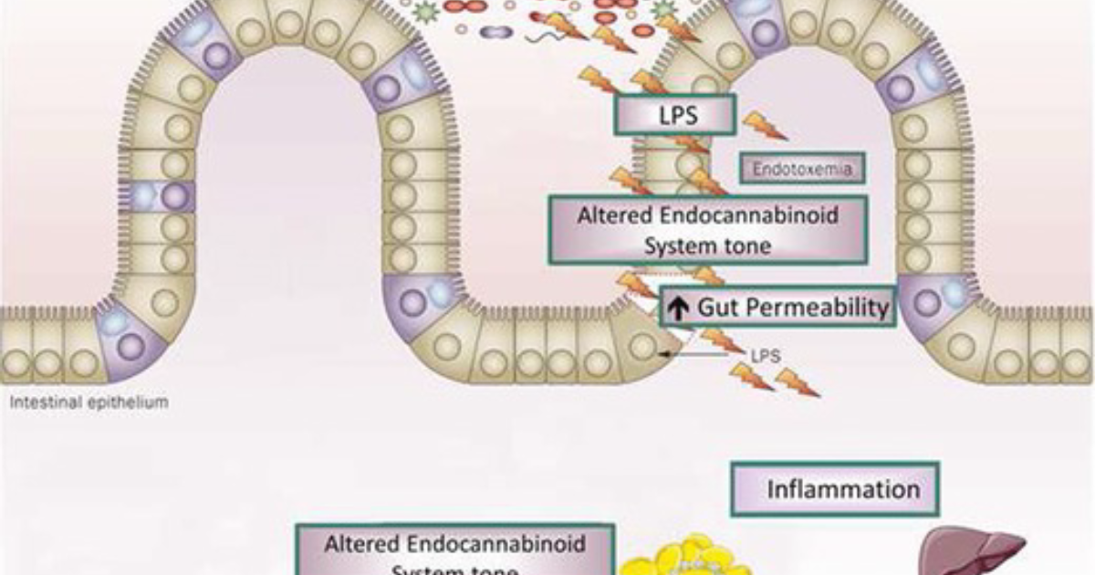 Vital Hemp: How CB2 Receptor Agonists in Hemp Revolutionize Inflammatory Bowel Disease Management