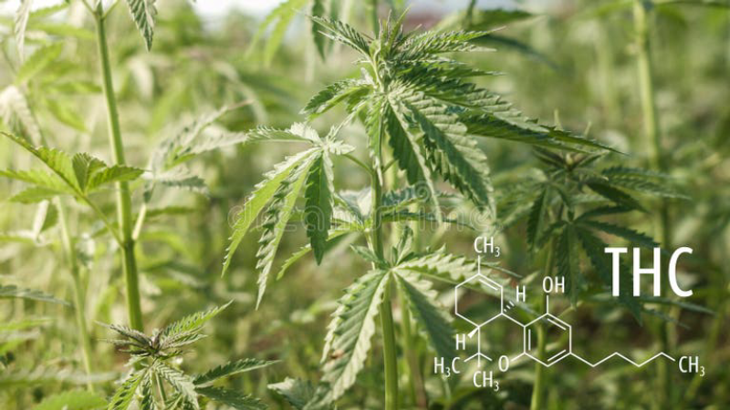hemp plant chemical structure molecules