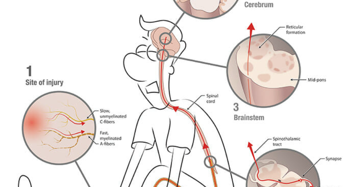 Vital Hemp: How CBD Modulates Endocannabinoid System Tone for Chronic Pain – A Molecular Perspective