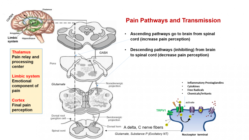 chronic pain nerve signaling illustration