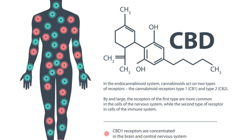 molecular structure of CBD and endocannabinoid system