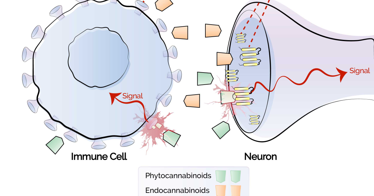 Vital Hemp: How CBD Targets CB2 Receptors to Calm Chronic Pain Inflammation