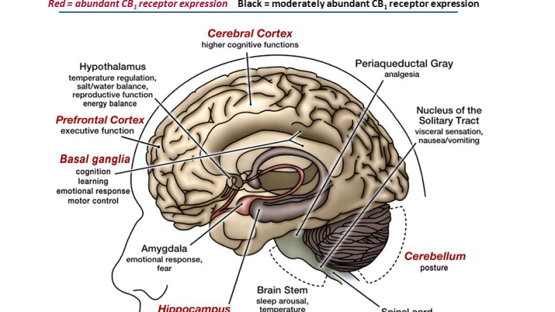 brain scan showing sleep patterns