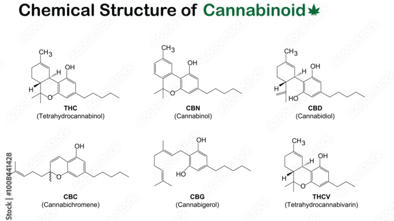cannabis plant with molecular structures