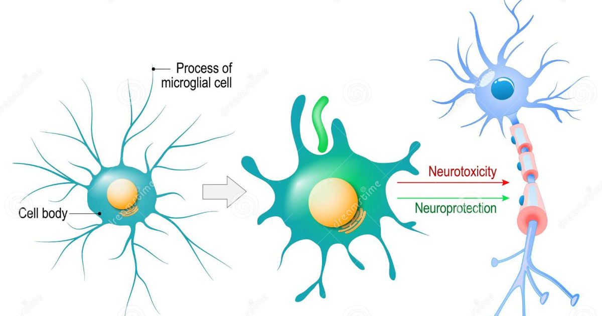 Vital Hemp: How Hemp Extract Calms Microglial Activation and Reduces Neuroinflammation