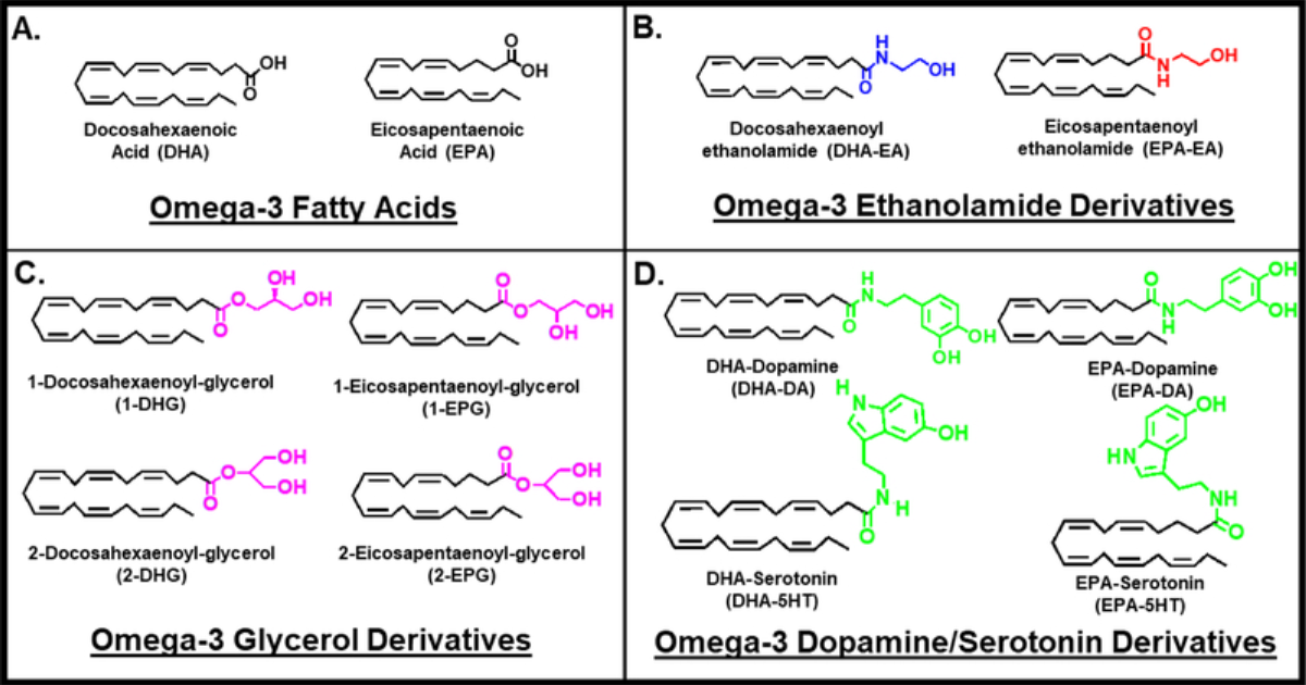 Vital Hemp: How Omega-3s Supercharge Your Endocannabinoid System for Better CBD Results
