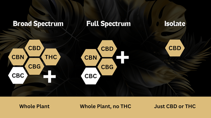 hemp plant full spectrum cannabinoids illustration