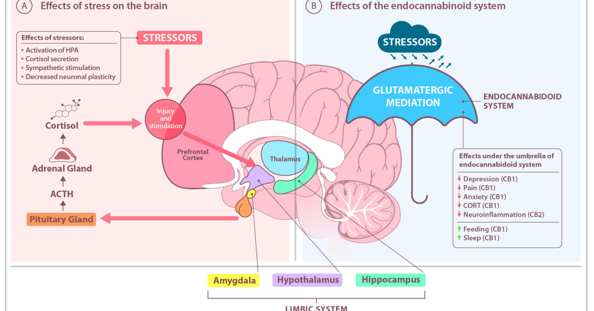 Vital Hemp: How the Endocannabinoid System Regulates Cortisol and Reduces Stress Naturally
