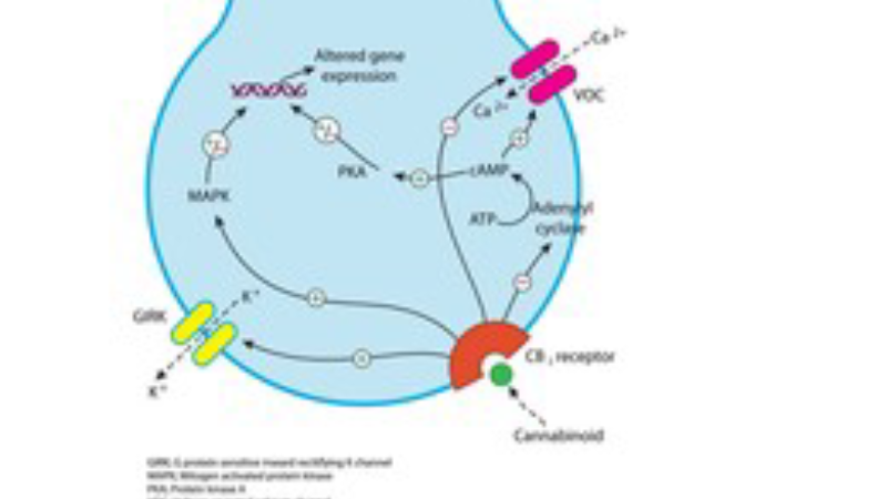 brain illustration showing HPA axis and endocannabinoid receptors